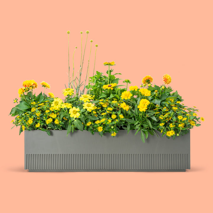 Balkonbox Golden Glow