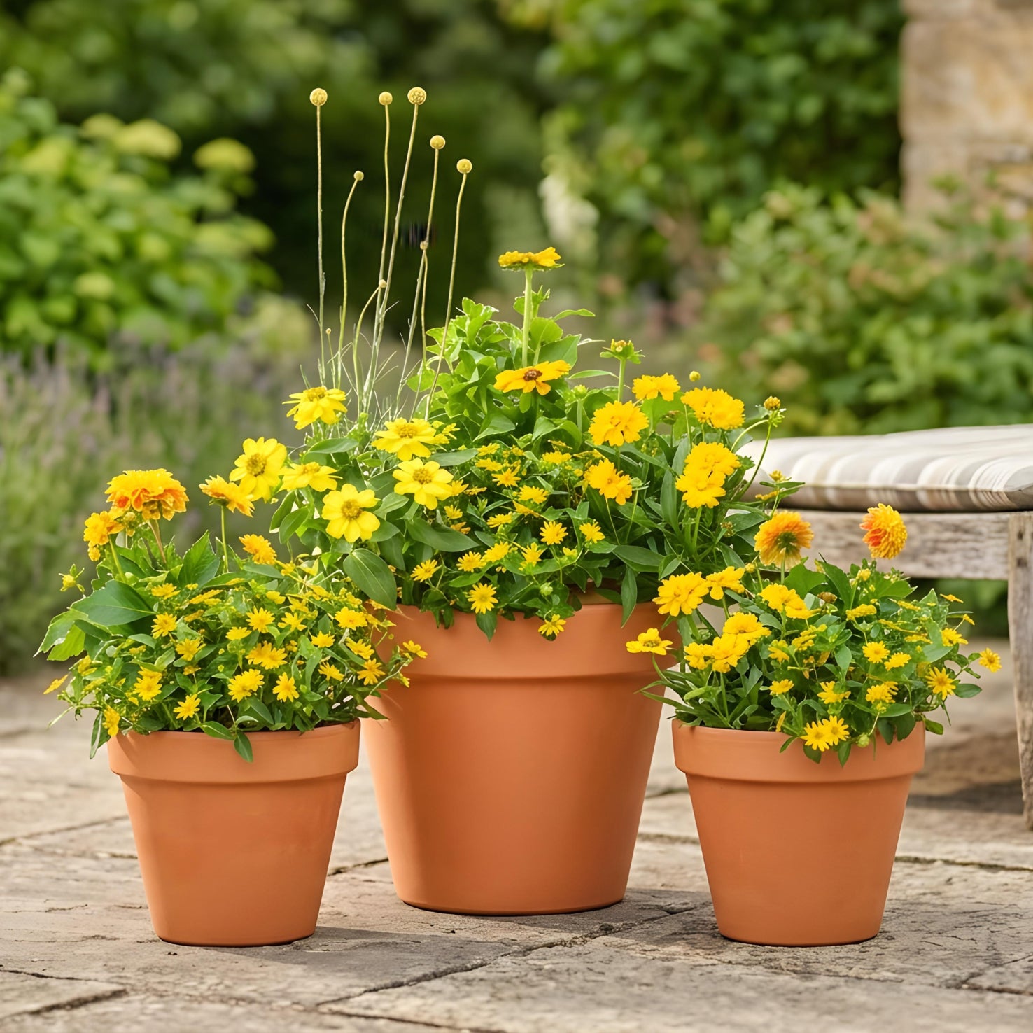 Blumenkasten Golden Glow in Töpfen