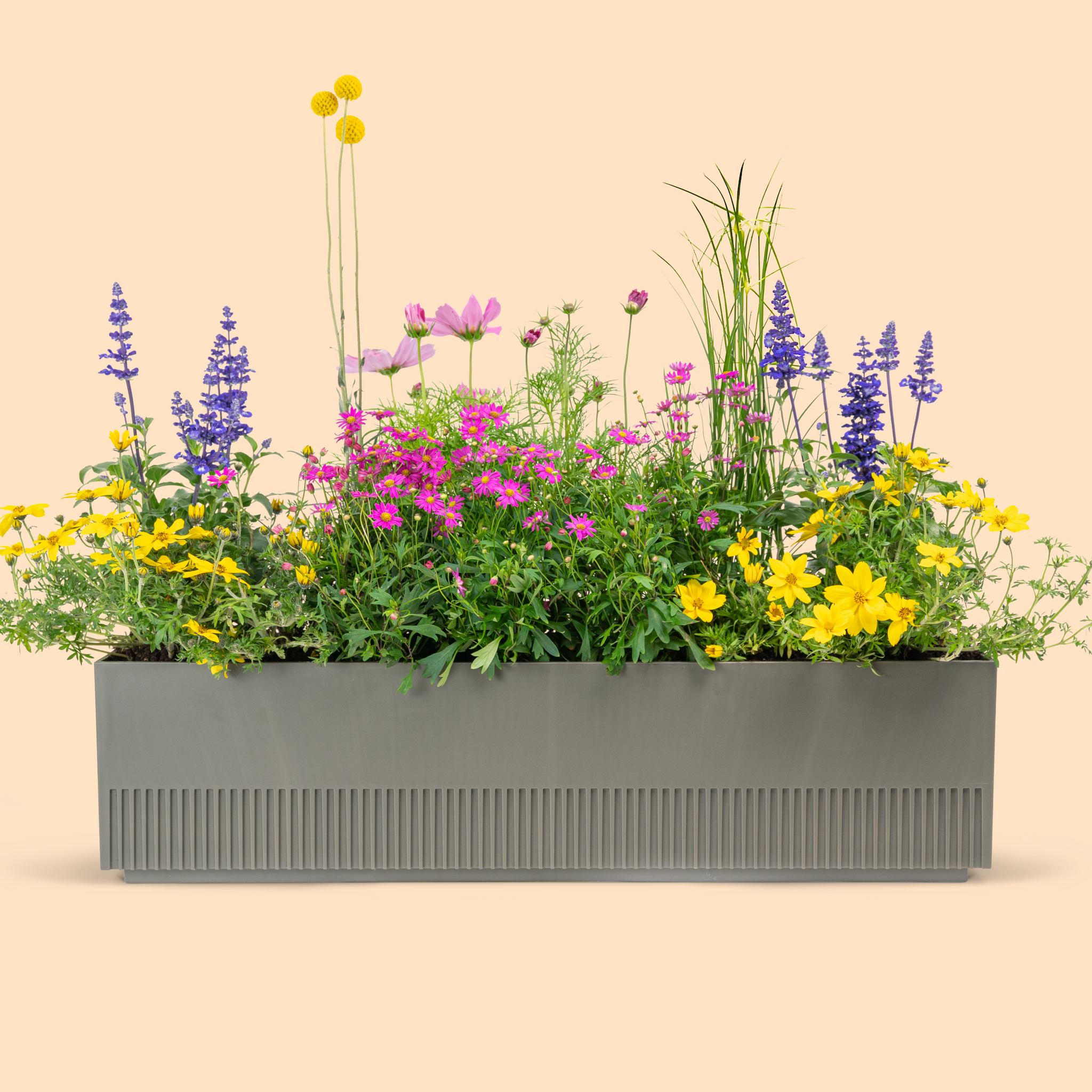 Balkonbox Happy Bee