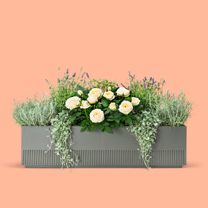 Balkonbox Lavender Love