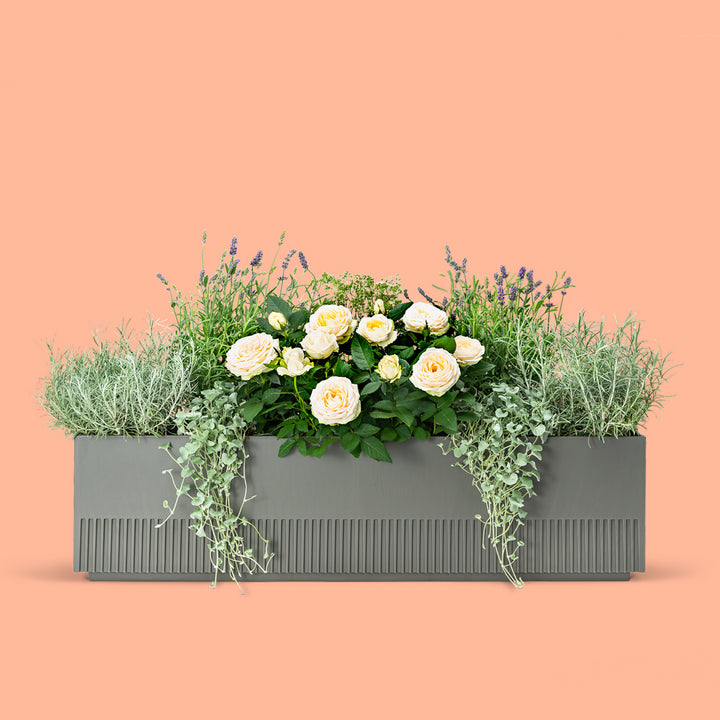 Balkonbox Lavender Love