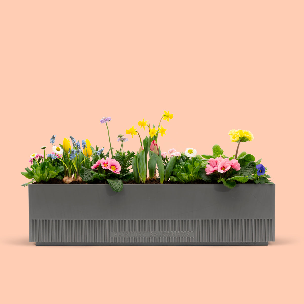 Balkonbox Pastel Dreams