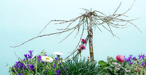 Nahaufnahme Kätzchenweide und Frühjahrsblüher in Balkonkasten