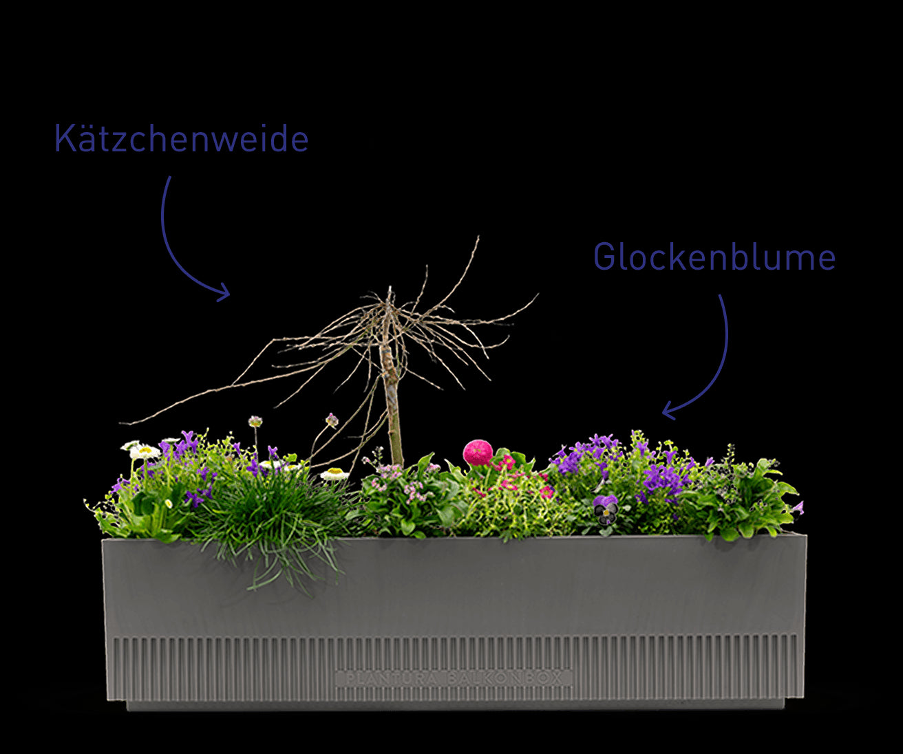 Balkonbox Pet Paradise mit Kätzchenweide und Glockenblume