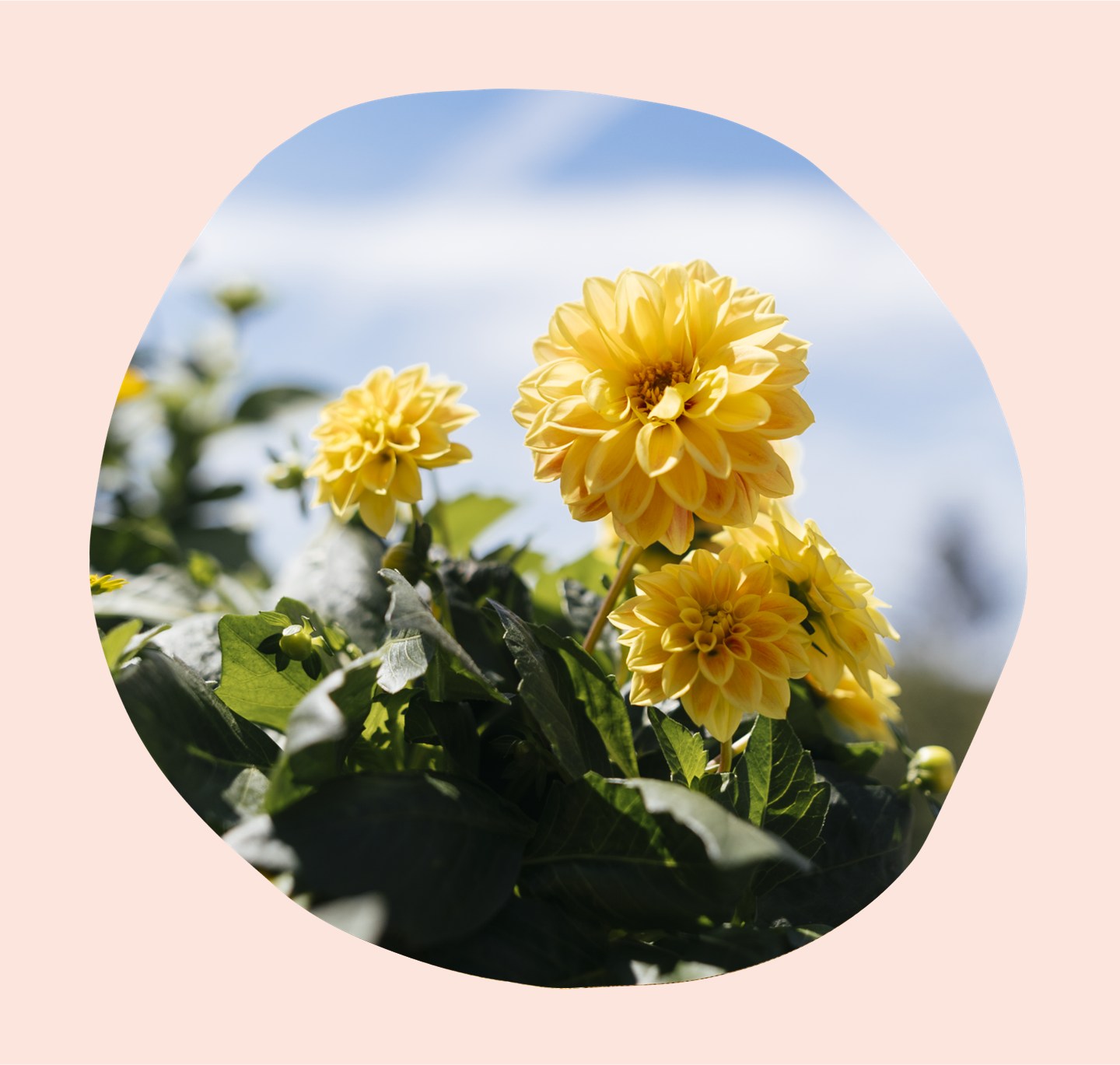 Buschige gelbe Dahlien mit blauem Himmel im Hintergrund