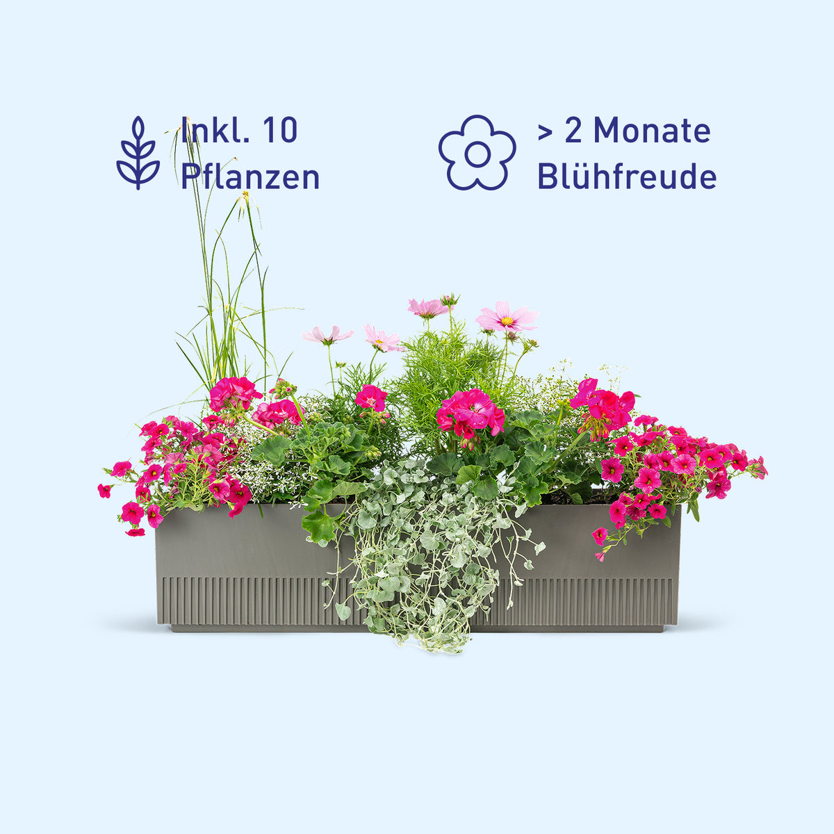 Balkonbox Pink Paradise