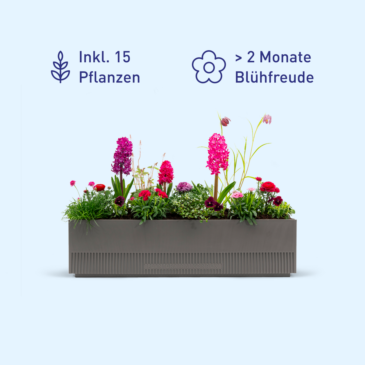 Balkonbox Rosy Kiss