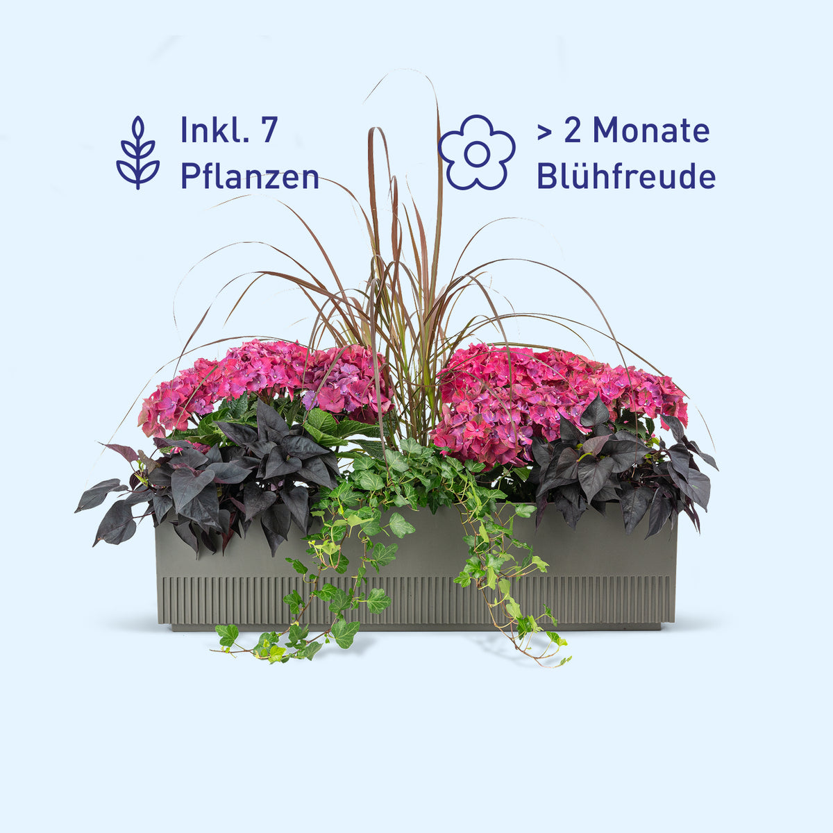 Balkonbox Rosy Velvet