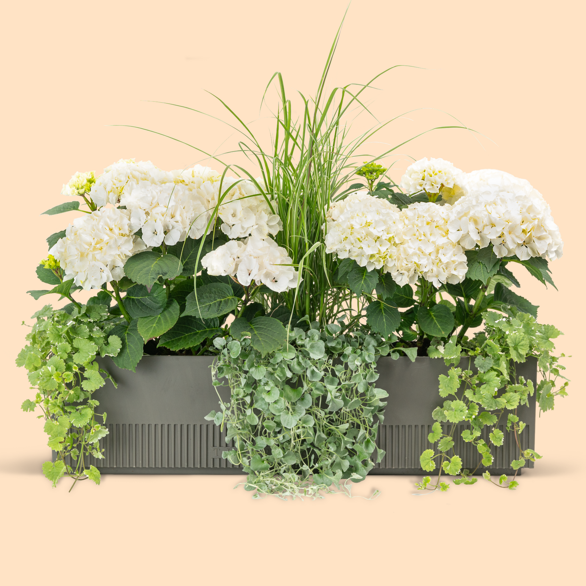 Balkonbox Royal White