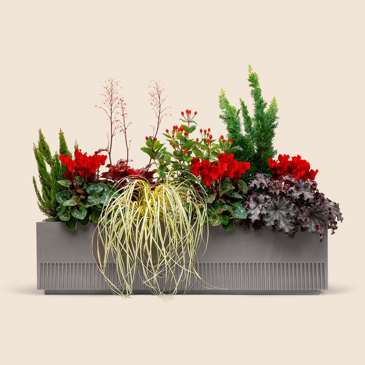 Balkonbox Ruby Red
