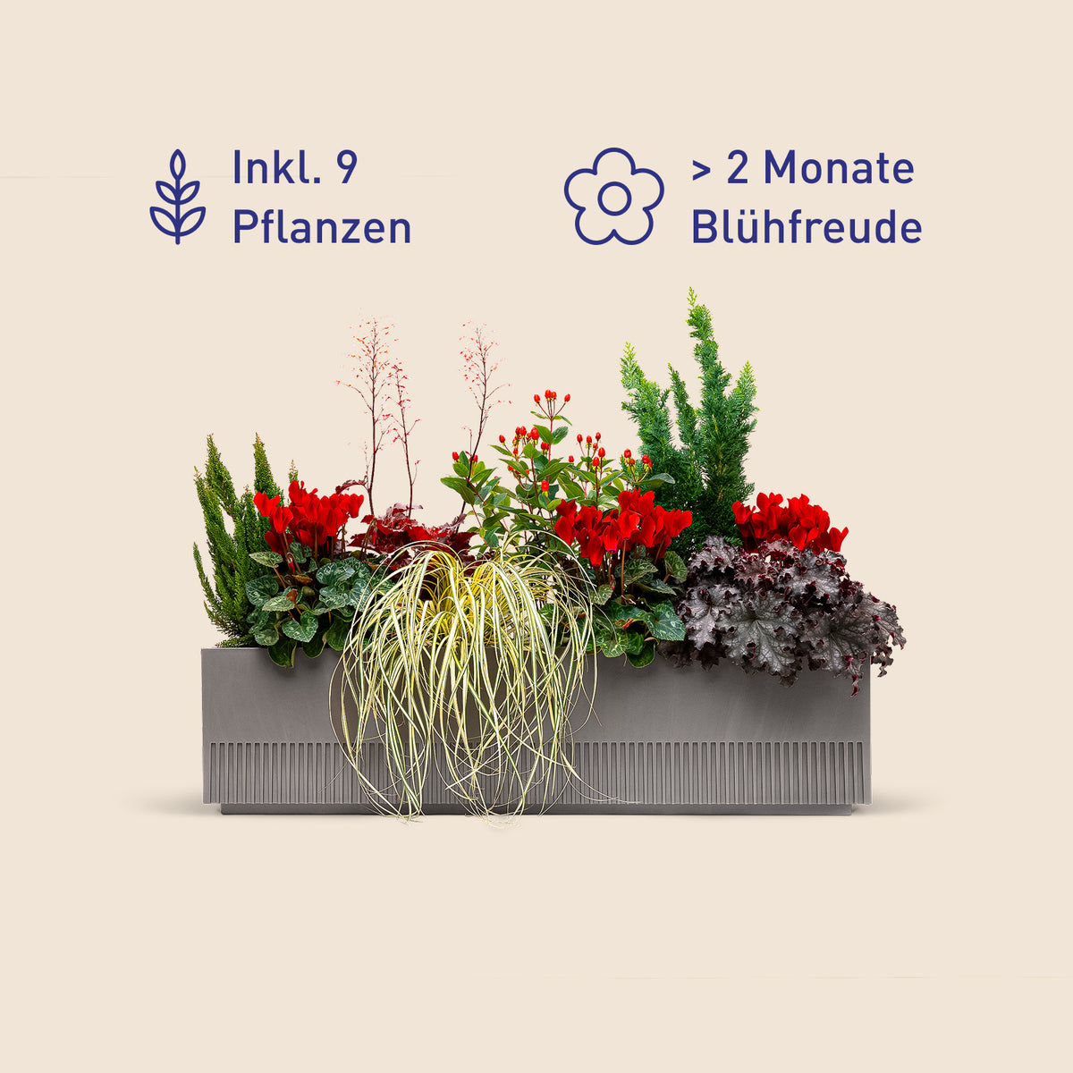Balkonbox Ruby Red