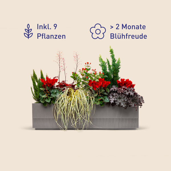 Balkonbox Ruby Red