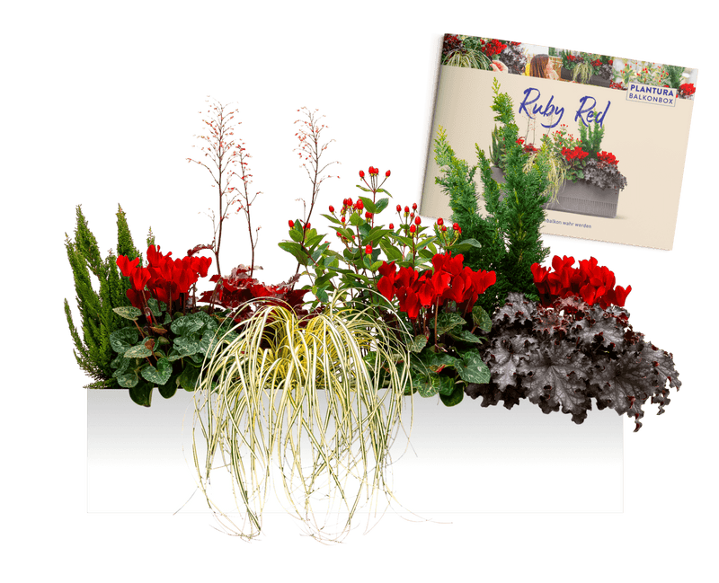 Pflanzen-Set Ruby Red mit Pflanzplan