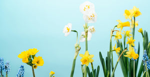 Nahaufnahme blühender Narzissen, Schlüsselblumen und Traubenhyazinthen in Balkonkasten