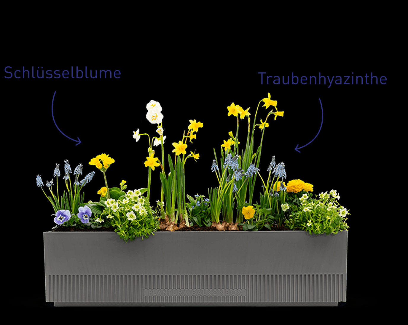 Balkonbox Spring Breeze mit Schlüsselblumen und Traubenhyazinthen