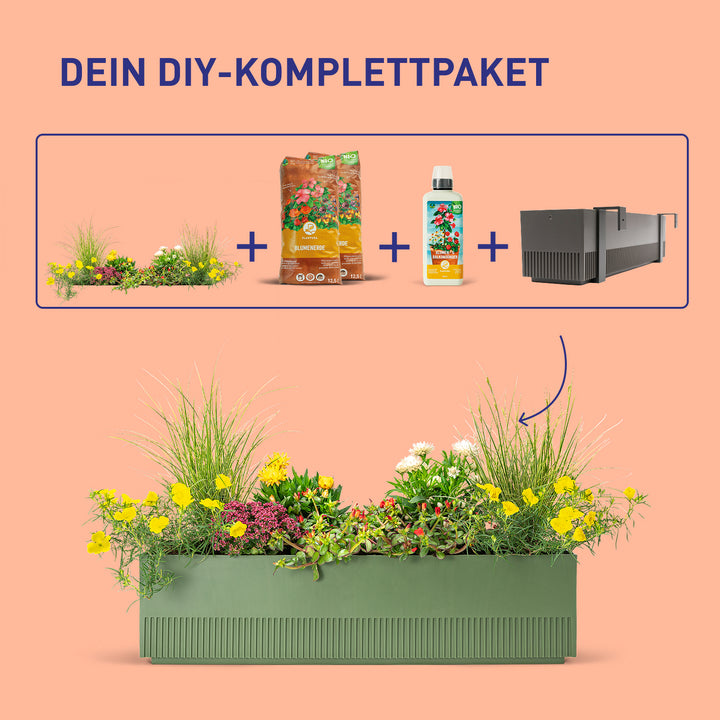 Balkonkasten Desert Dream als DIY-Komplettset
