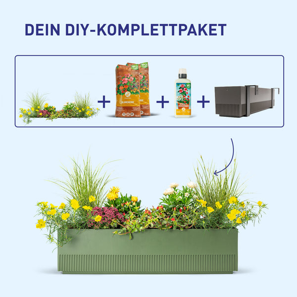Balkonkasten Desert Dream als DIY-Komplettset