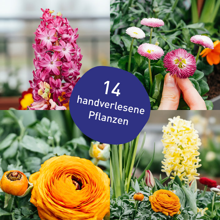Balkonkasten Floral Rainbow als DIY-Komplettset