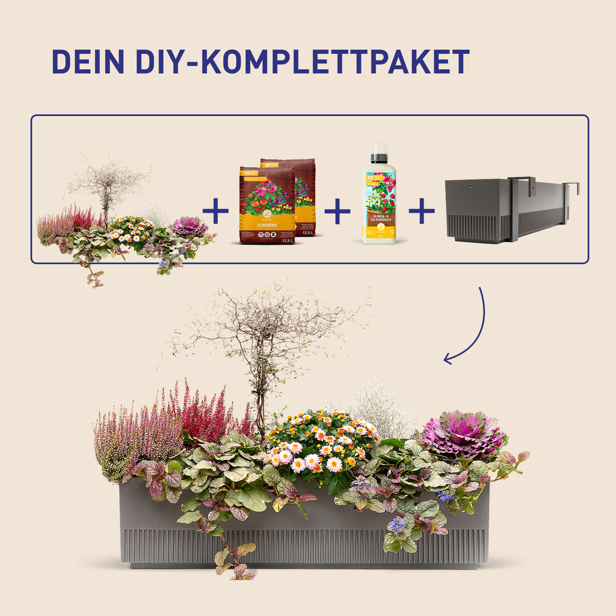 Balkonkasten Frosty Twilight als DIY-Komplettset