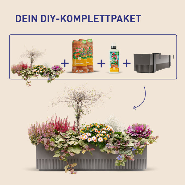 Balkonkasten Frosty Twilight als DIY-Komplettset