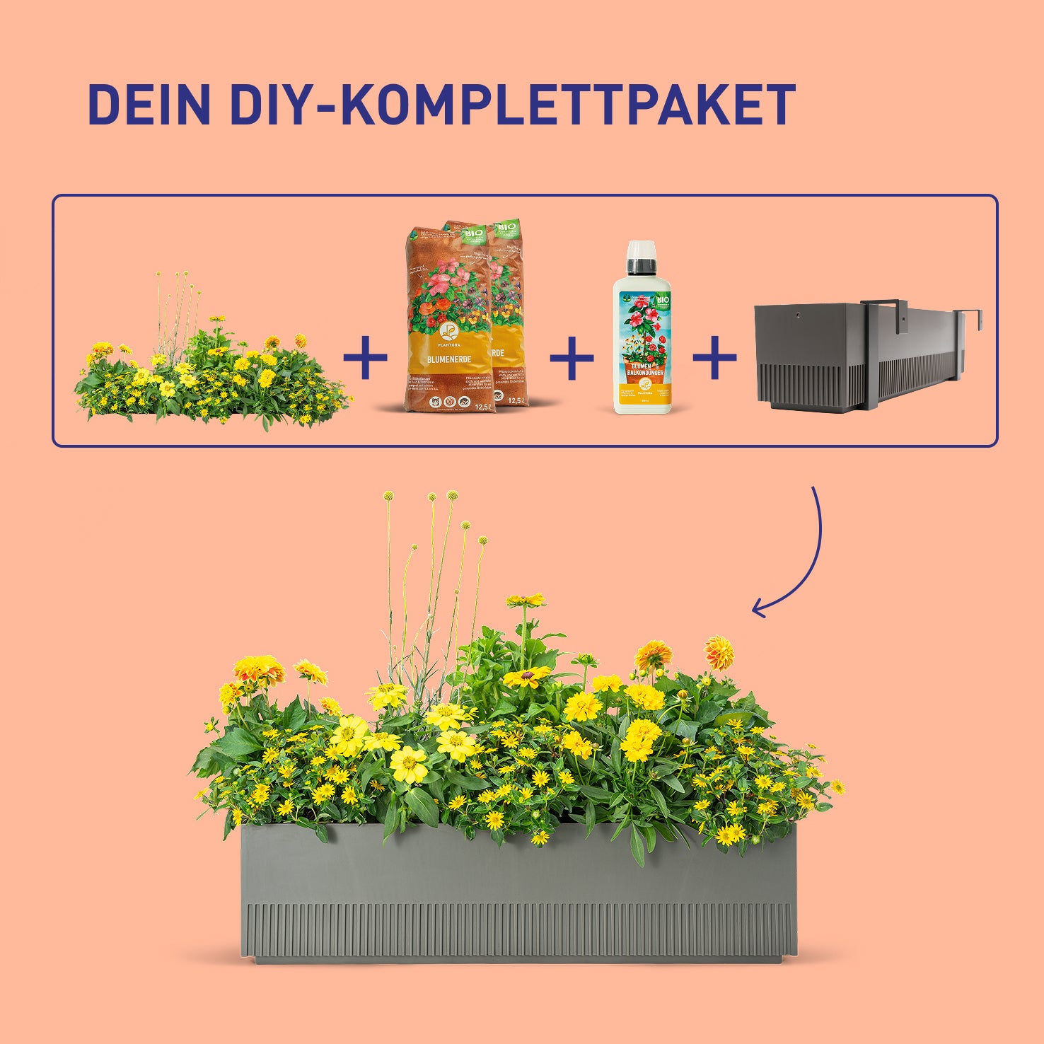 Balkonkasten Golden Glow als DIY-Komplettset