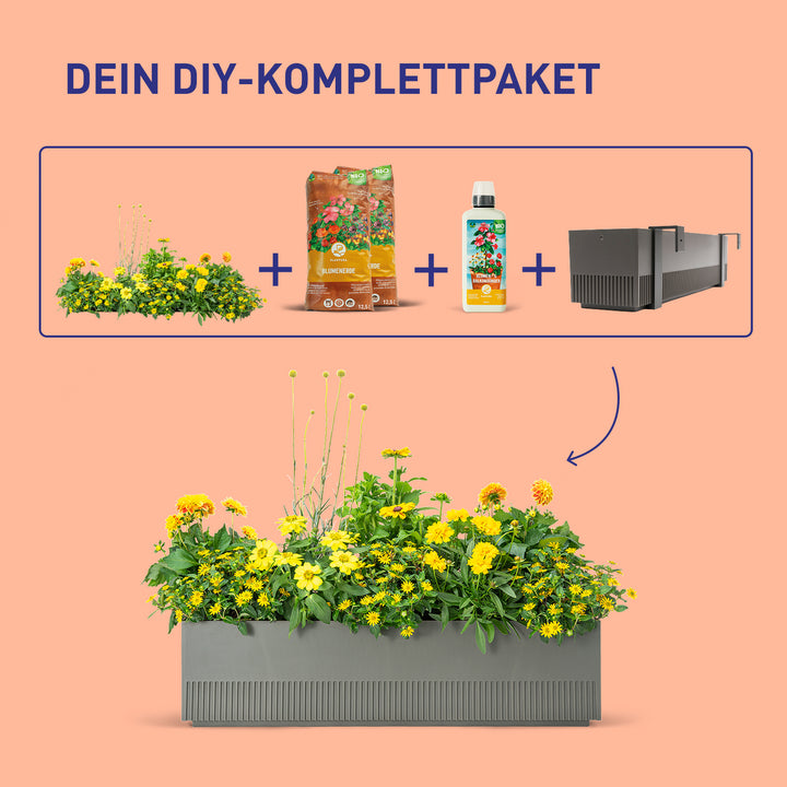 Balkonkasten Golden Glow als DIY-Komplettset