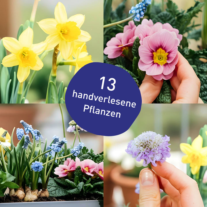 Balkonkasten Pastel Dreams als DIY-Komplettset