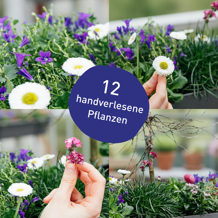 Balkonkasten Pet Paradise als DIY-Komplettset