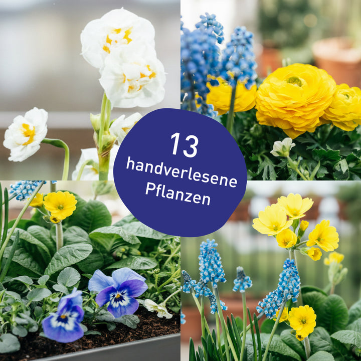 Balkonkasten Spring Breeze als DIY-Komplettset