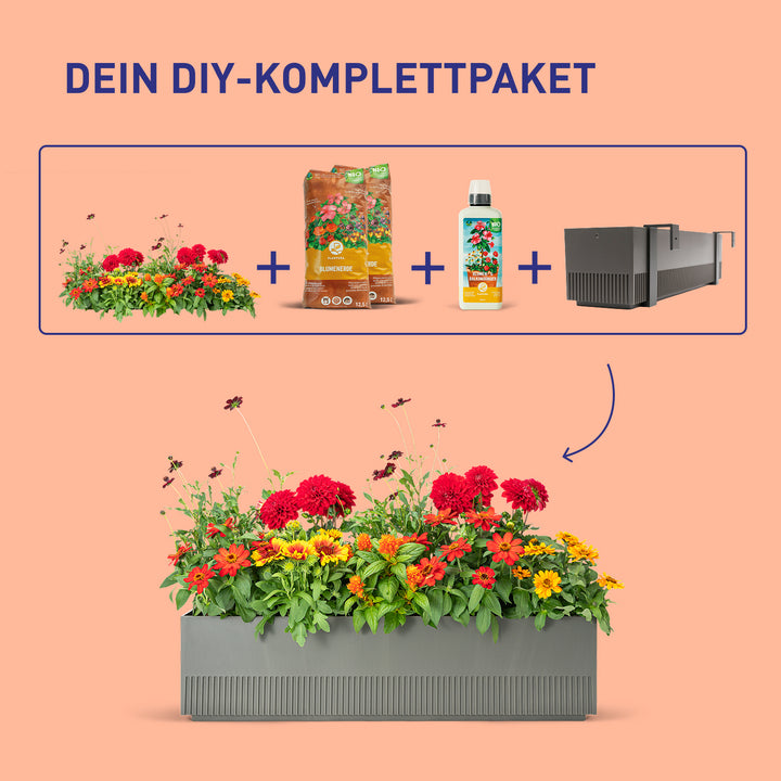 Balkonkasten Summer Sunset als DIY-Komplettset