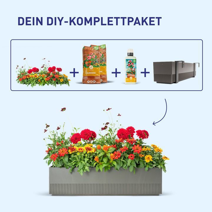 Balkonkasten Summer Sunset als DIY-Komplettset