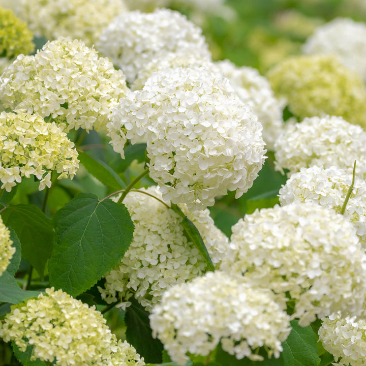 Blüten der Ballhortensie 'Annabelle'