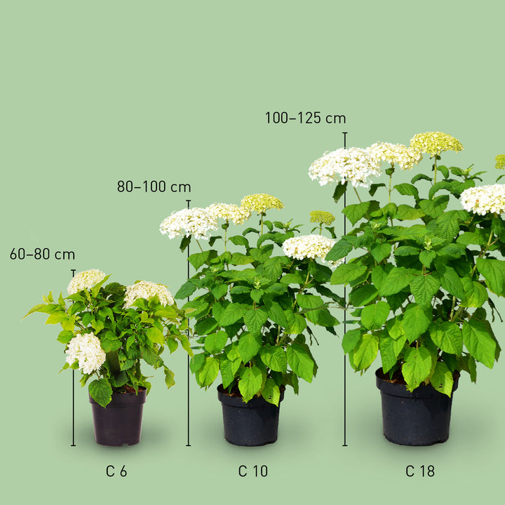 Größe der Ballhortensie 'Annabelle'