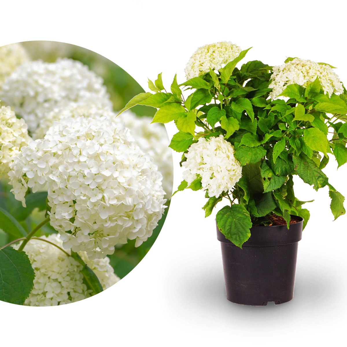 Ballhortensie 'Annabelle' Weiß