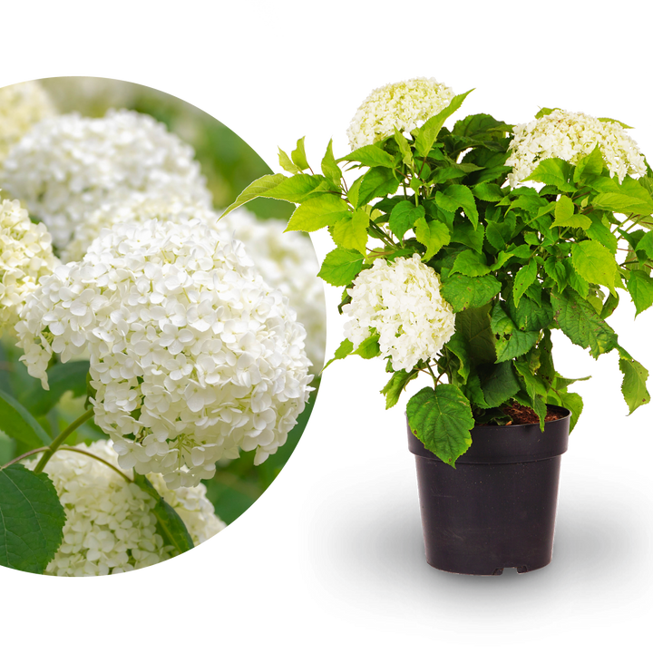 Ballhortensie 'Annabelle' Weiß