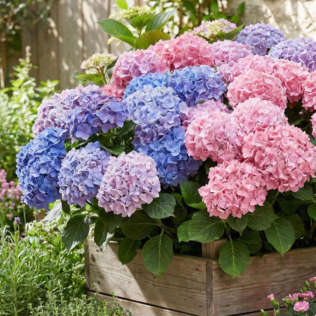 Ballhortensie 'Bouquet Rose' im Topf