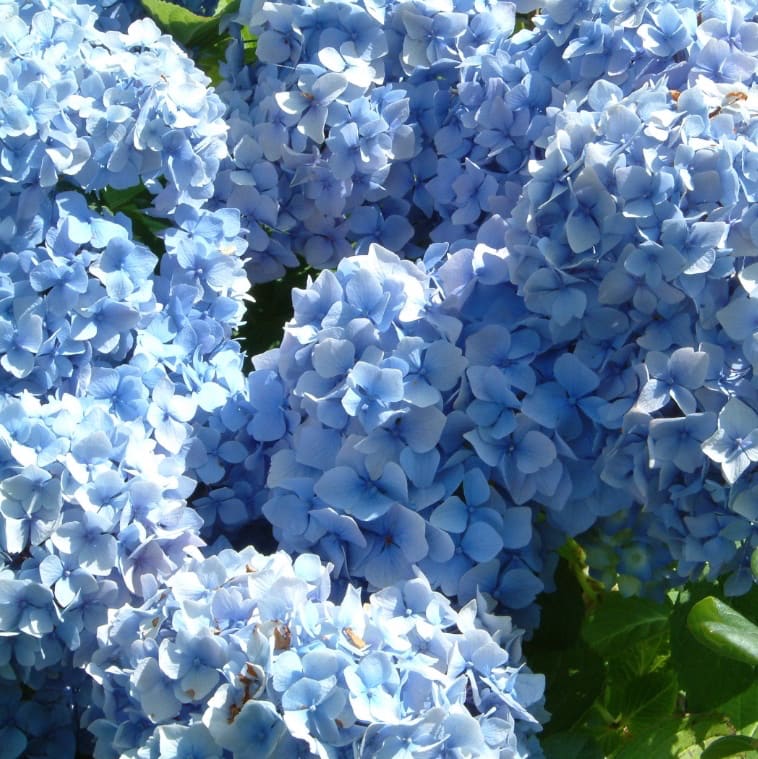 Ballhortensie 'Bouquet Rose' Blau