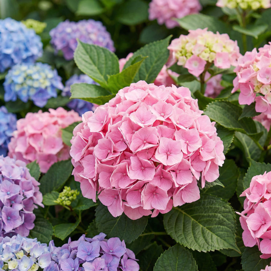 Ballhortensie 'Bouquet Rose' Blüten