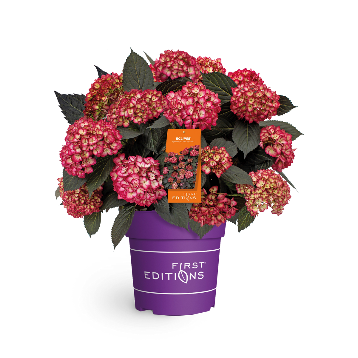 Ballhortensie 'Eclipse'®