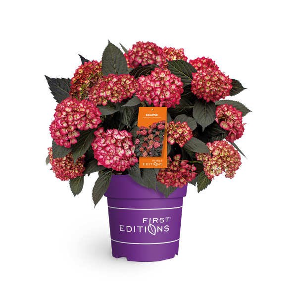 Ballhortensie 'Eclipse'®