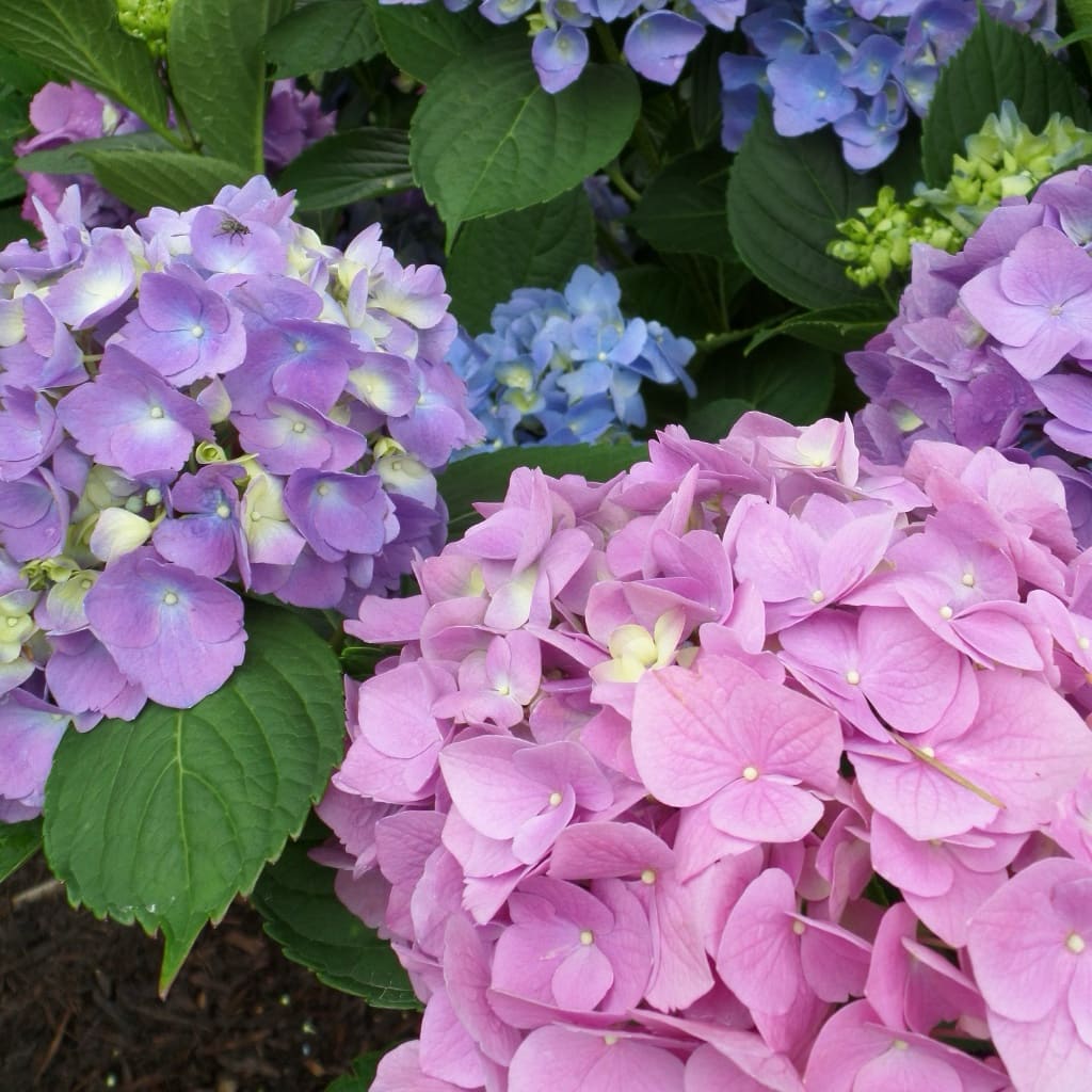Ballhortensie 'L.A. Dreamin'® Blau-Pink
