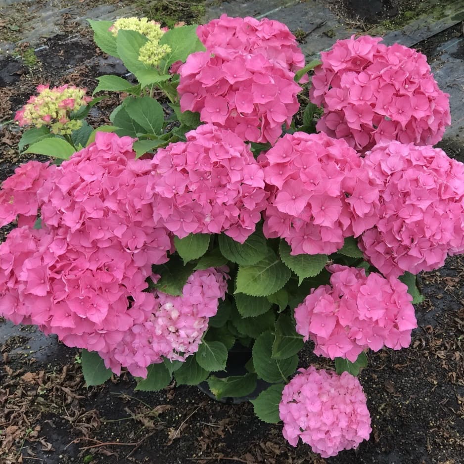 Ballhortensie 'Rubis Seduction'® Rot