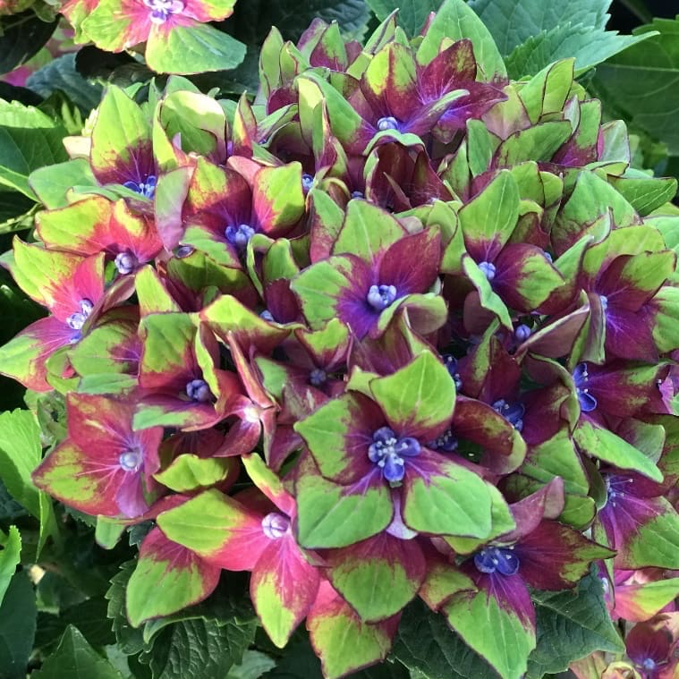 Ballhortensie 'Schloss Wackerbarth'® Gelb-Pink