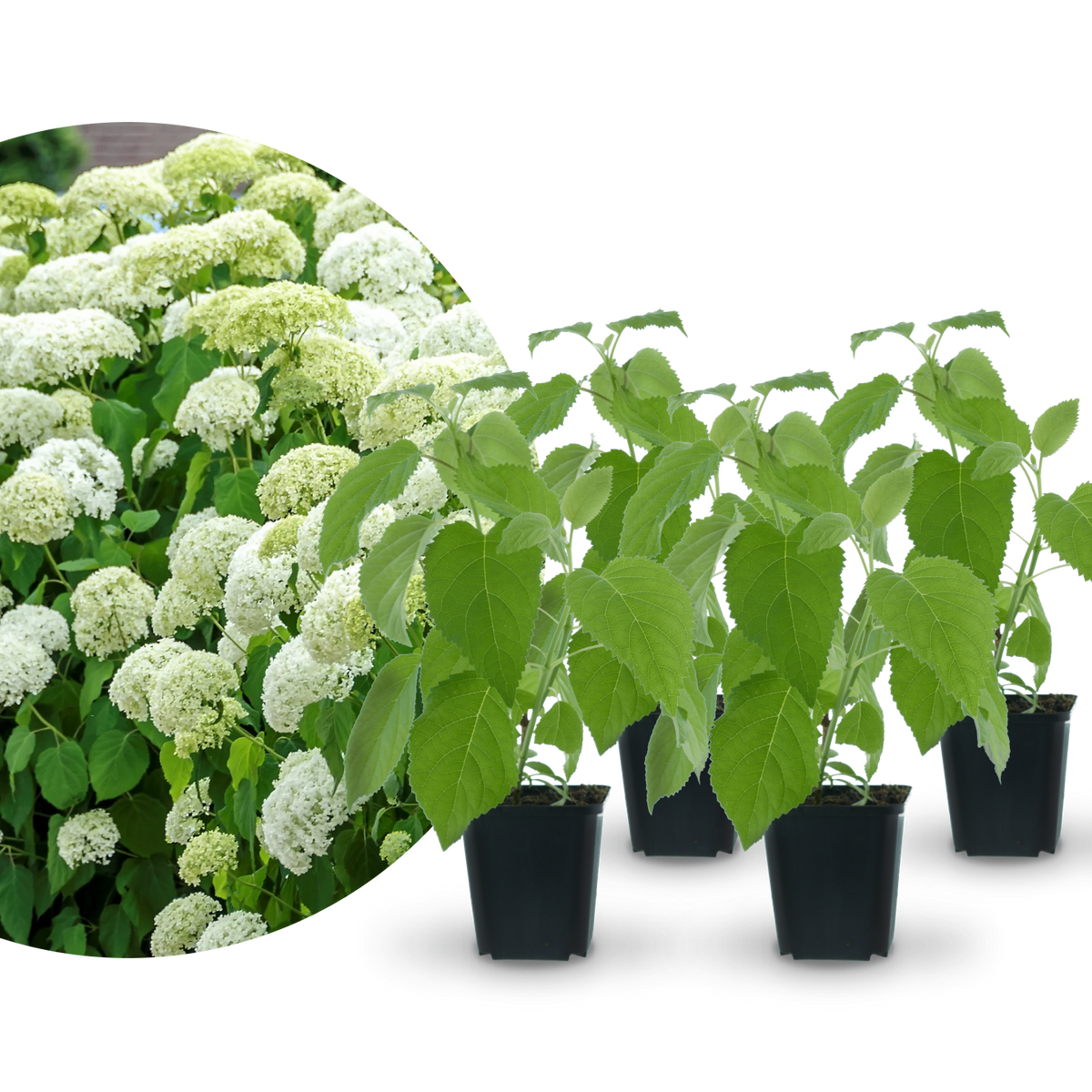 Ballhortensien-Hecke 'Annabelle' (4er Set)