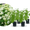 Ballhortensien-Hecke 'Annabelle' (4er Set)