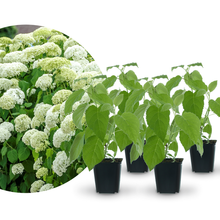 Ballhortensien-Hecke 'Annabelle' (4er Set)