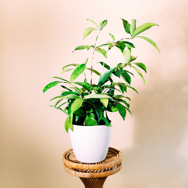 Bambus-Drachenbaum ‘Gold Dust’ als Zimmerpflanze