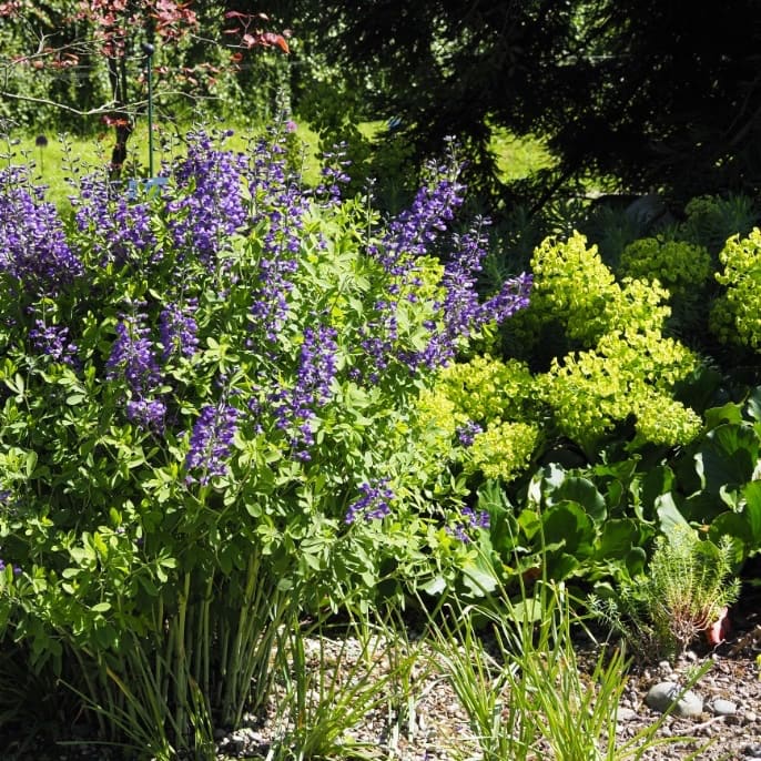 Baptisia australis