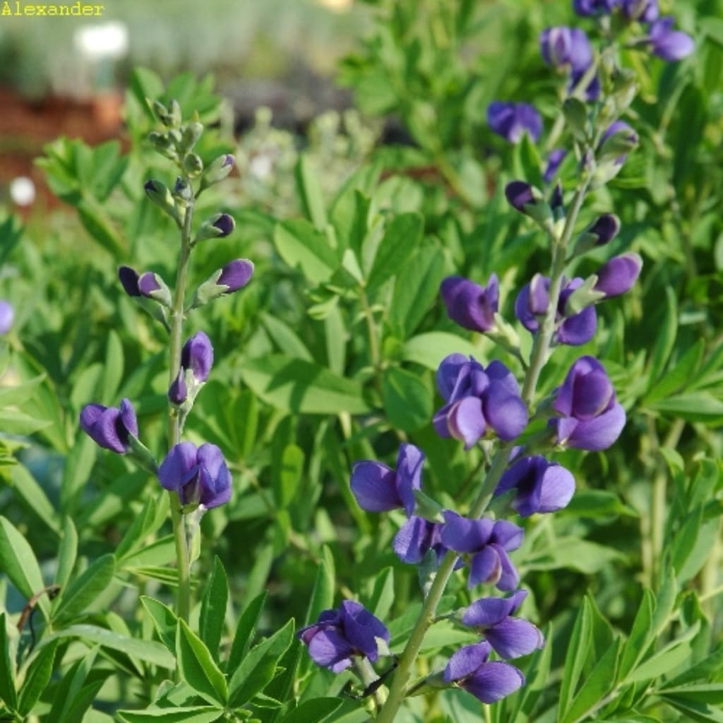 Baptisia australis