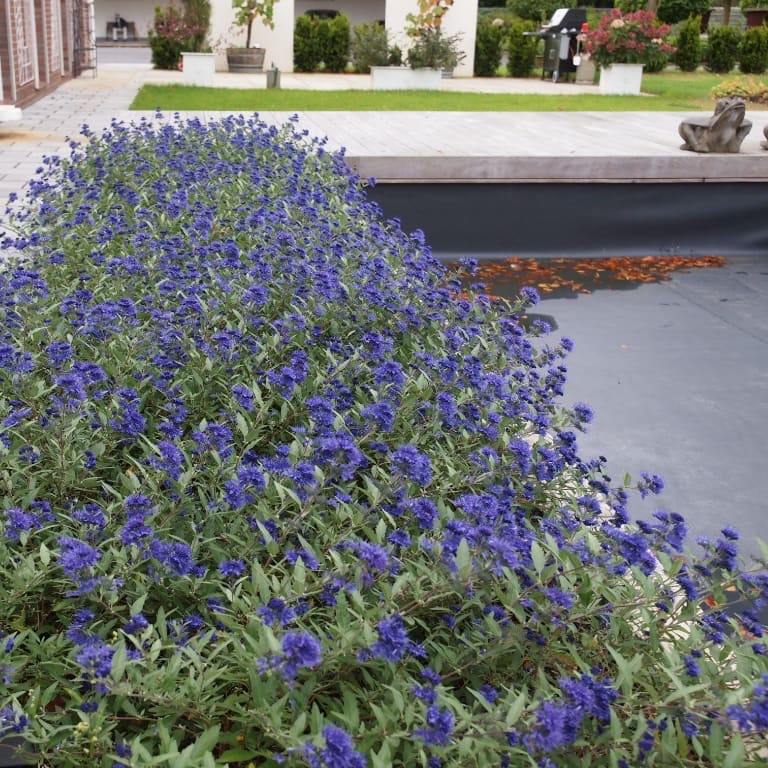 Bartblume 'Blauer Spatz'® Blau